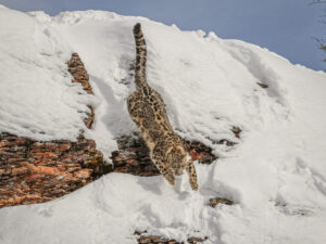 Полет снежного леопарда фото
